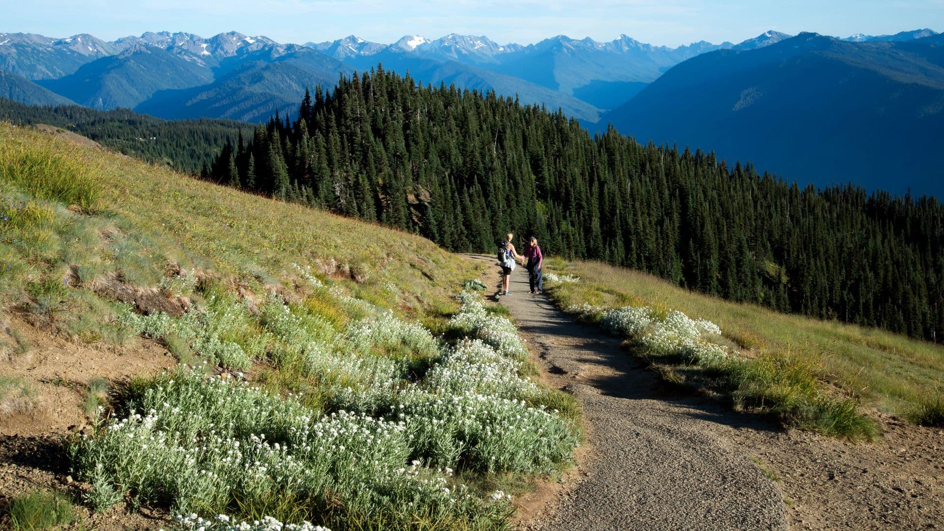 Two hikers walking along a scenic mountain trail lined with wildflowers. Two hikers walking along a scenic mountain trail lined with wildflowers.