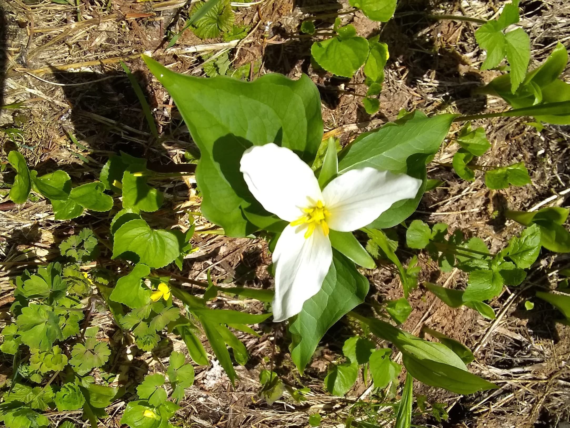 A white trillium flower surrounded by green leaves and small plants on the ground.