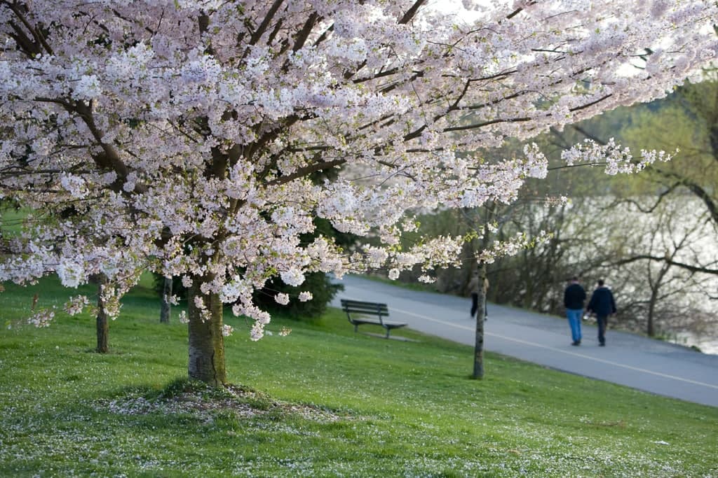 A blooming cherry blossom tree stands beside a pathway where two people walk. A blooming cherry blossom tree stands beside a pathway where two people walk.