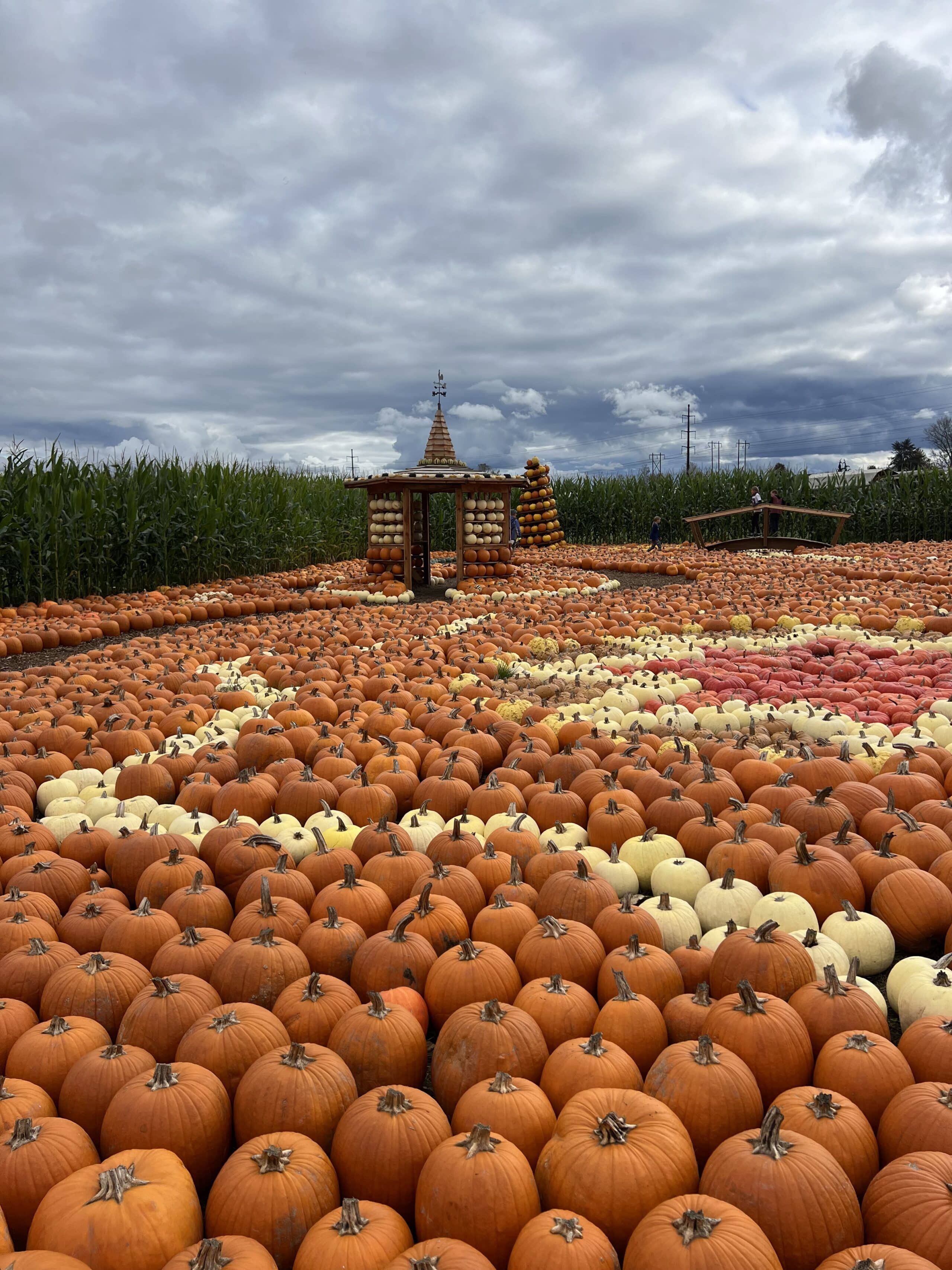 A large field is filled with pumpkins of various colors and sizes under a cloudy sky.