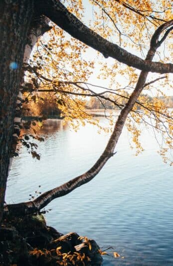 A tree branch with autumn leaves extends over a calm river.