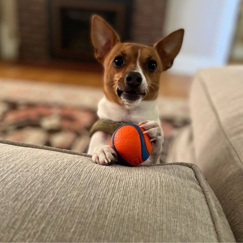 A small dog holds a colorful ball while peeking over a couch.