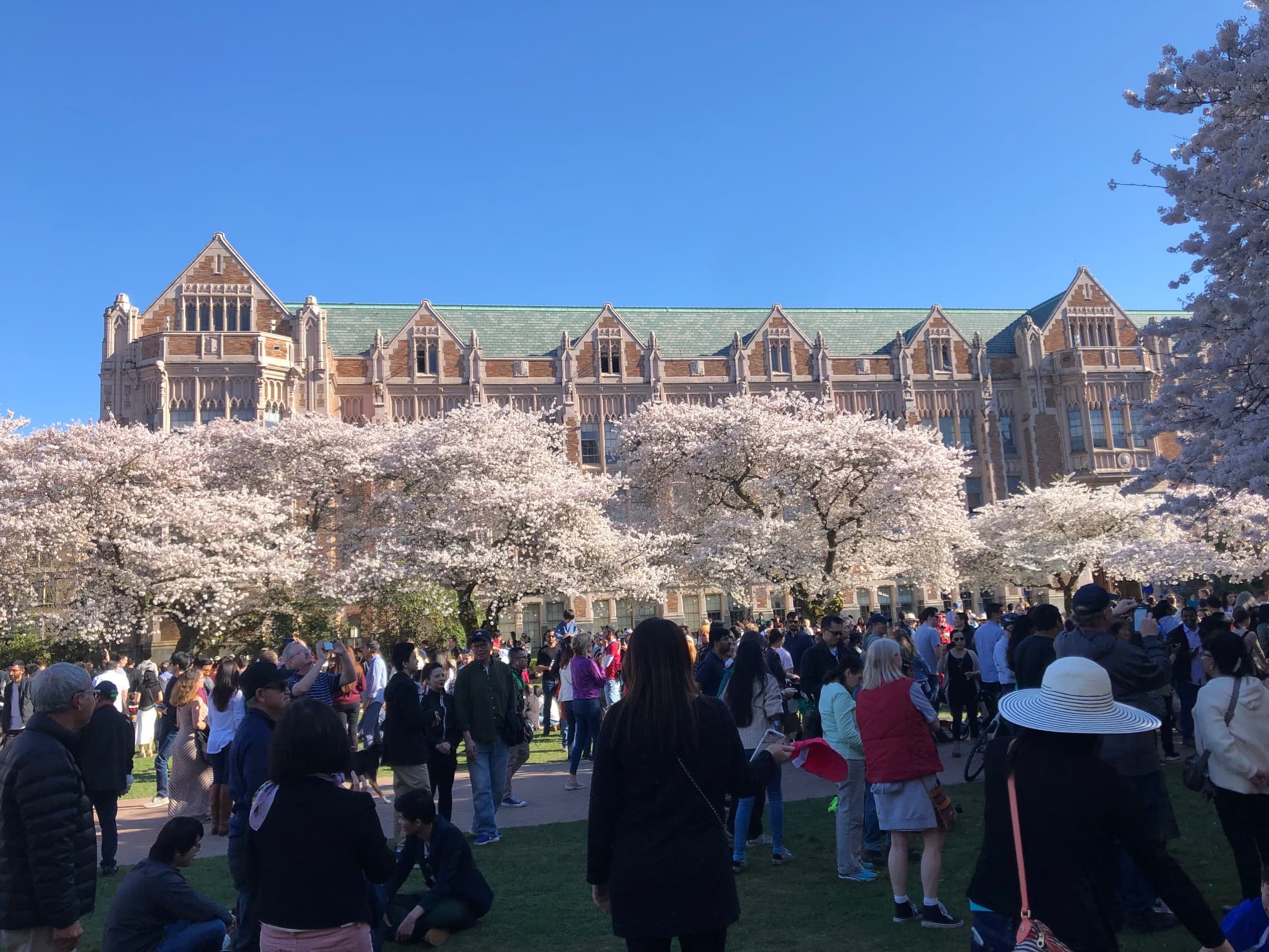 A large crowd gathers among blooming cherry blossom trees in front of an impressive historic building under a clear blue sky.
