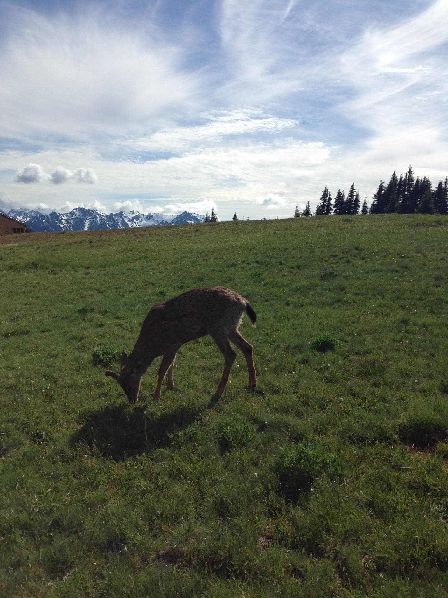 A deer grazes on lush green grass with snow-capped mountains in the background.