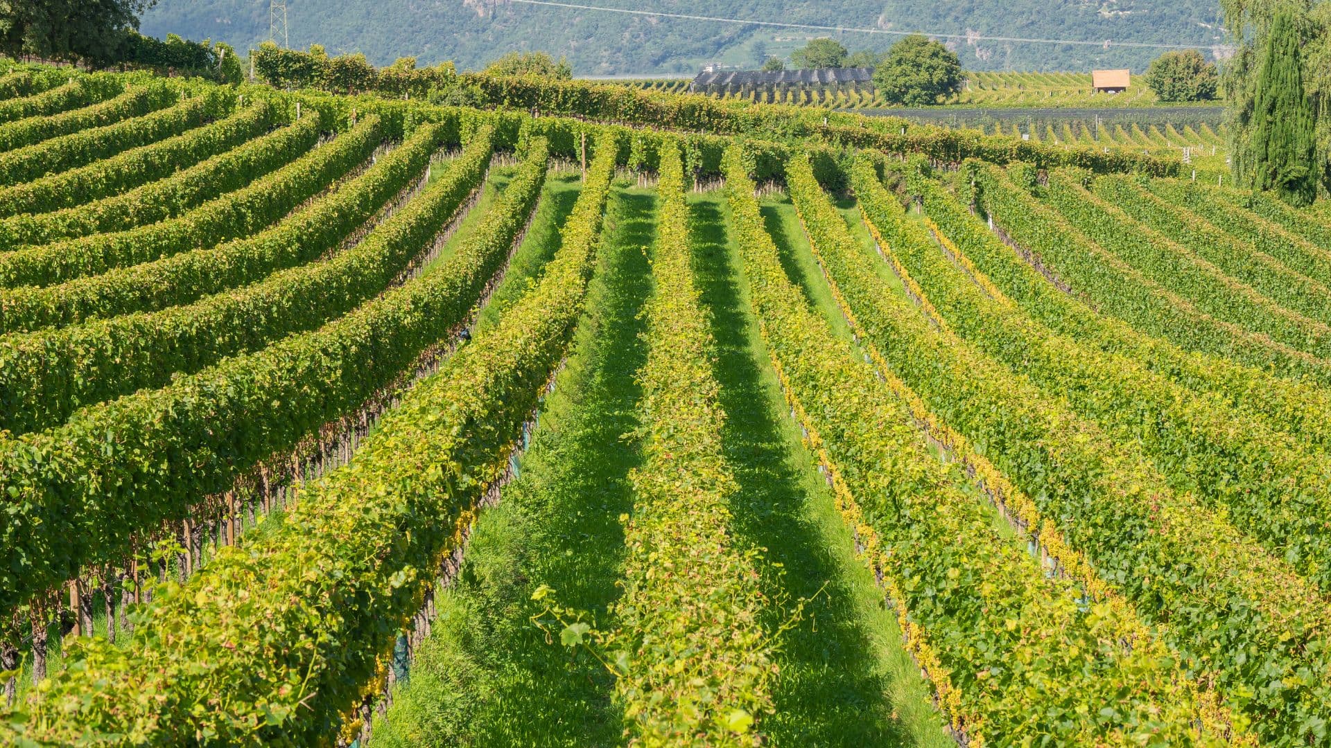 Vast rows of grapevines stretch across a sunny vineyard.