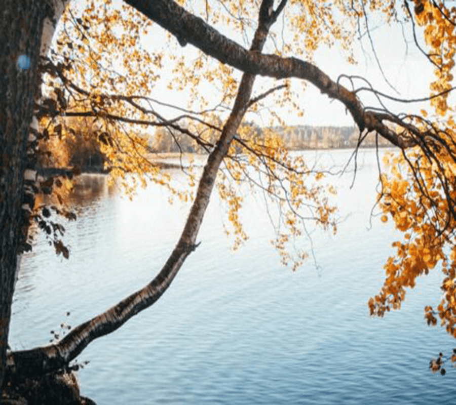 A tree with yellow leaves branches over a calm lake.