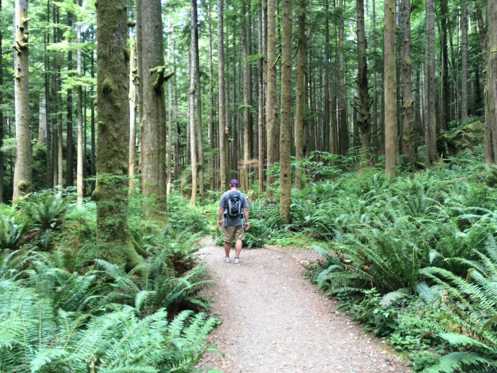 A hiker walks along a gravel path through a lush, green forest.
