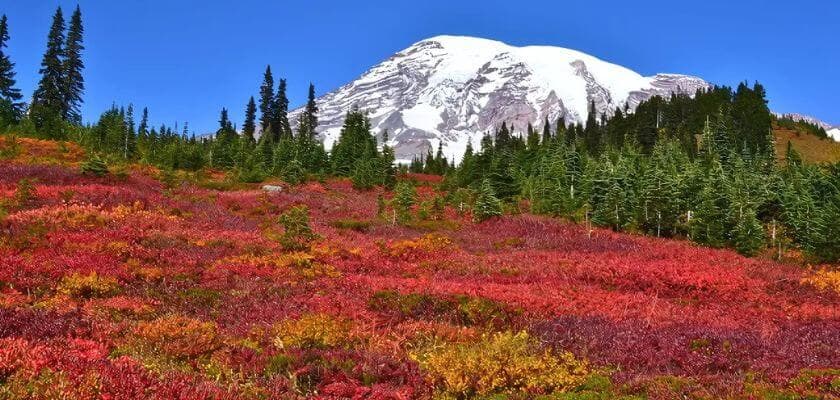 autumn forest at mount rainier national park with mount rainier peak in background