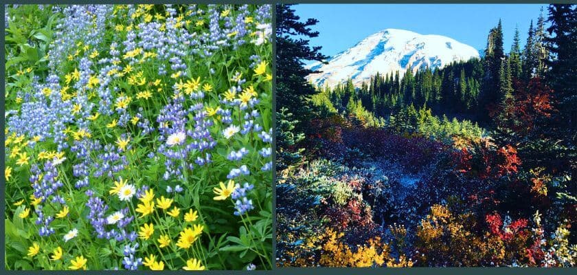 dual collage field of spring wildflowers in front of mount rainier and trees in autumn in front of mount rainier