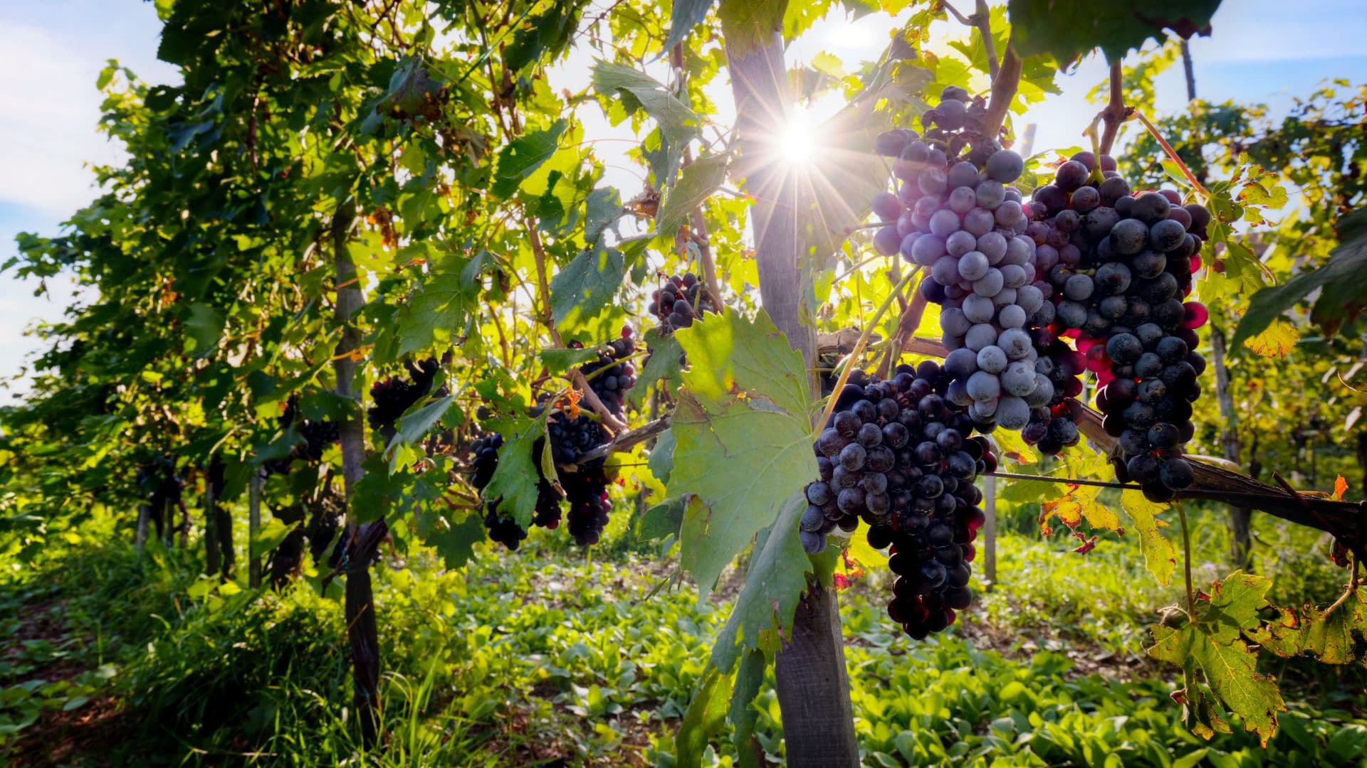 Bunches of purple grapes hang on the vine during a sunny day