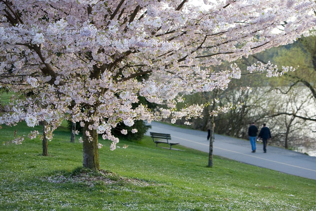 Cherry Blossoms on tree in a park