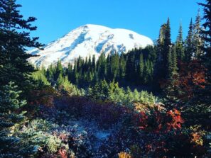 Mt. Rainier in the late spring with snow on top and wildflowers in the foreground